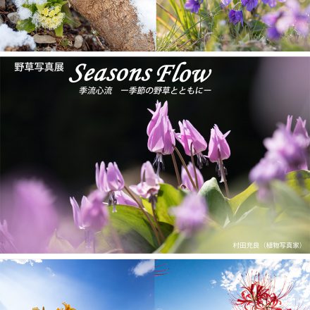 2025年1月22日～26日【野草写真展 「Seasons Flow 季流心流 －季節の野草とともに－」】を開催いたします。